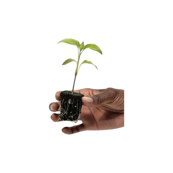 Root Riot - Cubes germination - Growth Technology