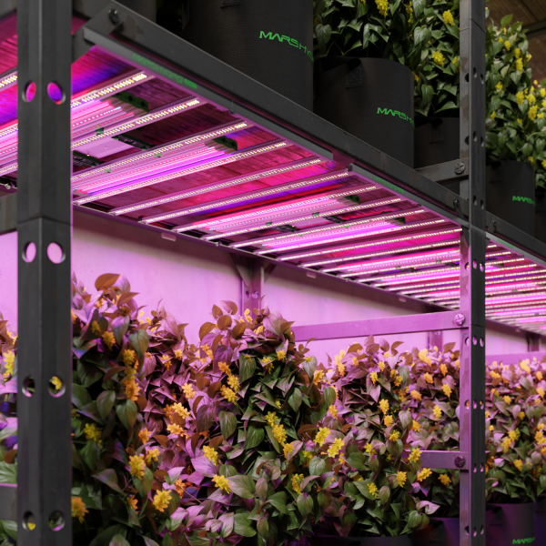 AD Lite UV30 IR15 - Mars Hydro