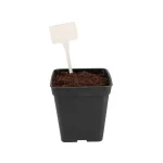 Étiquettes blanches à planter - Lot de 10 - Garland Products