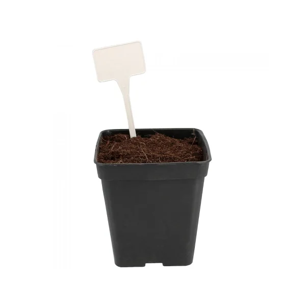Étiquettes blanches à planter - Lot de 10 - Garland Products