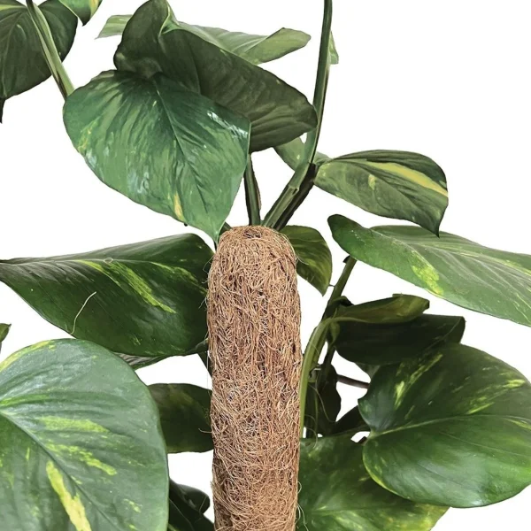 Tuteur bois et coco - Ø5cm - Garland Products