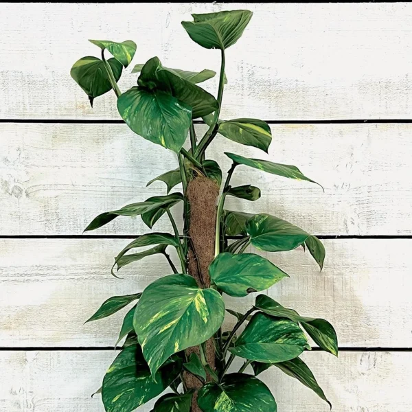 Tuteur bois et coco - Ø5cm - Garland Products