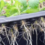 PROPAGATOR X-Stream Nutriculture